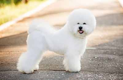 Bichon Frise