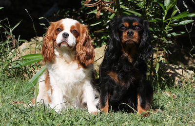 cavalie king charles spaniel2