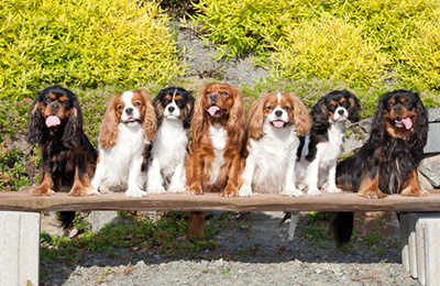 Cavalier King Charles Spaniel
