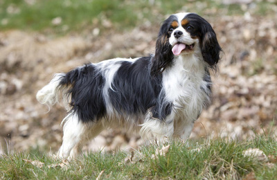 cavalier king charles spaniel