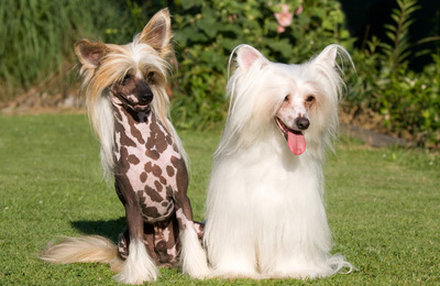 Chinese Crested Dog