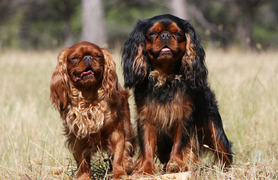 King Charles Spaniel
