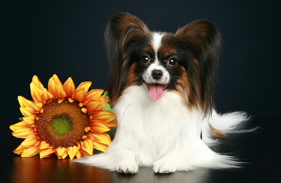 papillon