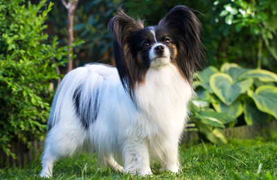 Papillon