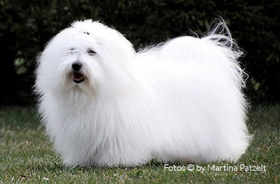 Coton de Tulear
